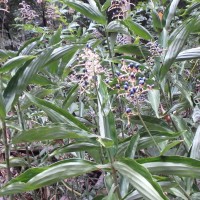 Pollia secundiflora (Blume) Bakh.f.